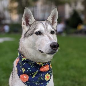 Meet your Posher, Cara